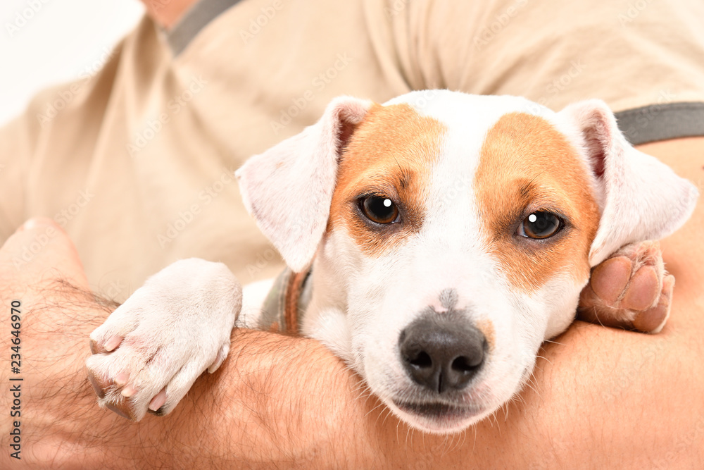 Portrait of a dog Jack Russell Terrier in the arms of his owner Portrait of a dog Jack Russell Terrier in the arms of his owner