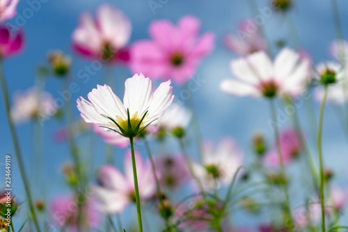 Cosmos flowers against the bright blue sky