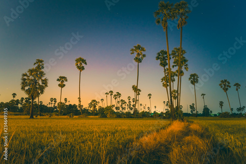 Sugar palm tree in the field during twilight.