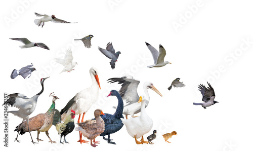 large group of birds moving in the same direction on white