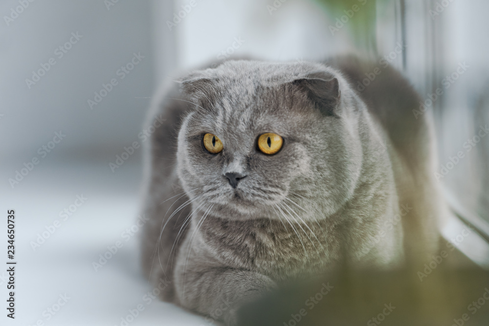 close-up shot of scottish fold cat relaxing on windowsill and looking away