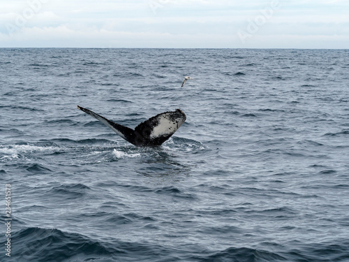 whalewatching island © Manfred Mally