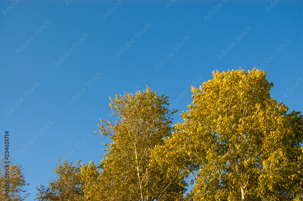 autumn trees with bright yellow leaves against the blue sky