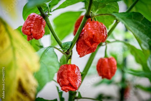 Red hot chilli pepper Trinidad scorpion on a plant. photo
