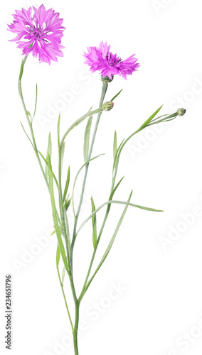 bright pink cornflower with two blooms on white