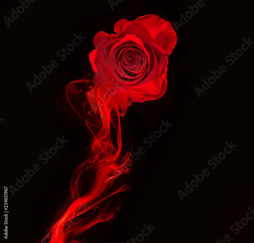 Fototapeta Naklejka Na Ścianę i Meble -  rose and swirl of red smoke isolated on black background