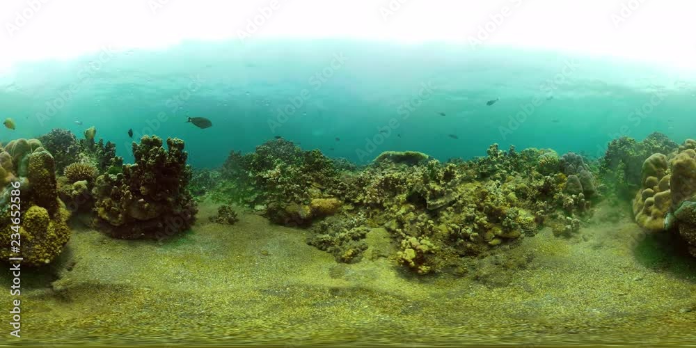 coral reef and tropical fish. vr360 underwater world with corals and lot fish. Hard and soft corals underwater landscape coral reef and tropical fish. vr360 underwater world with corals and lot fish. Hard and soft corals underwater landscape