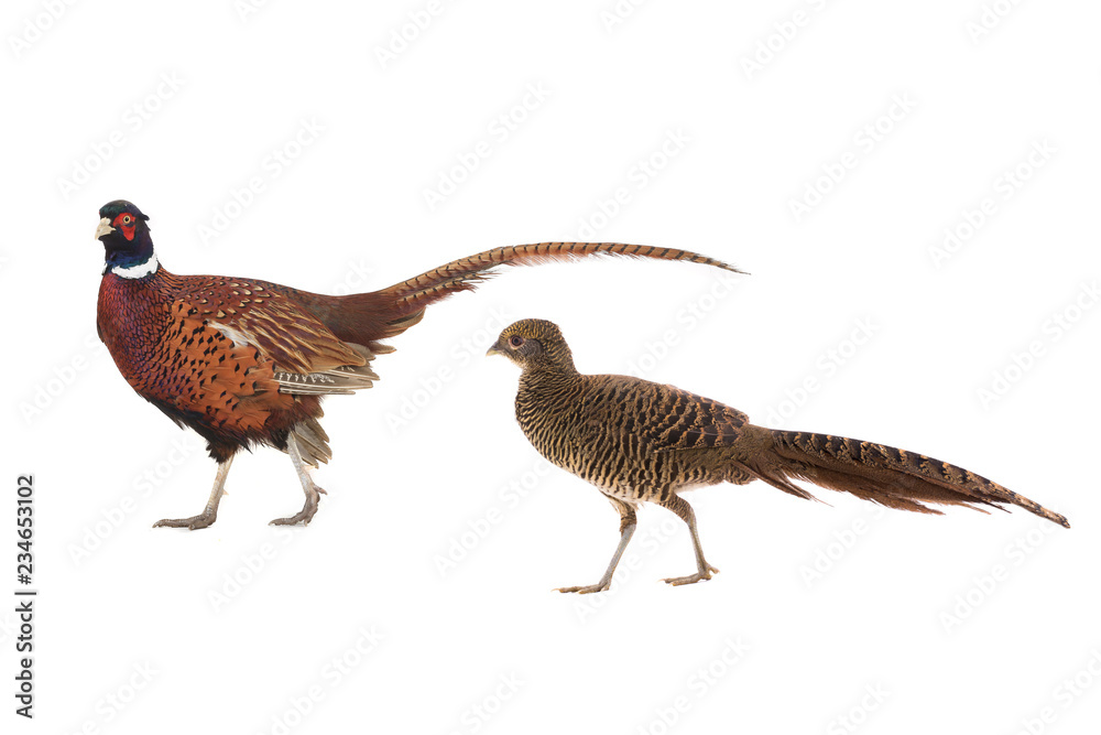 male and female pheasant male and female pheasant