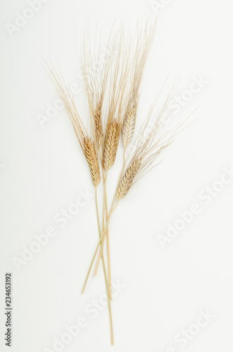 Dry ears of cereals in the beam on a white background. Top view, flat lay