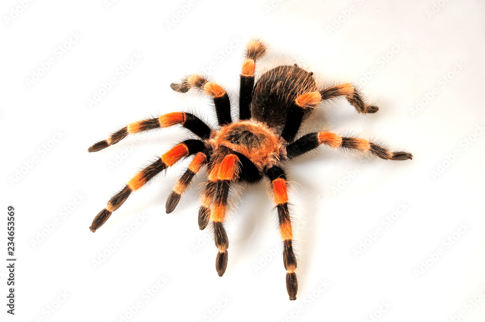 Rotknie-Vogelspinne (Brachypelma smithi) - Mexican redknee tarantula Stock  Photo | Adobe Stock