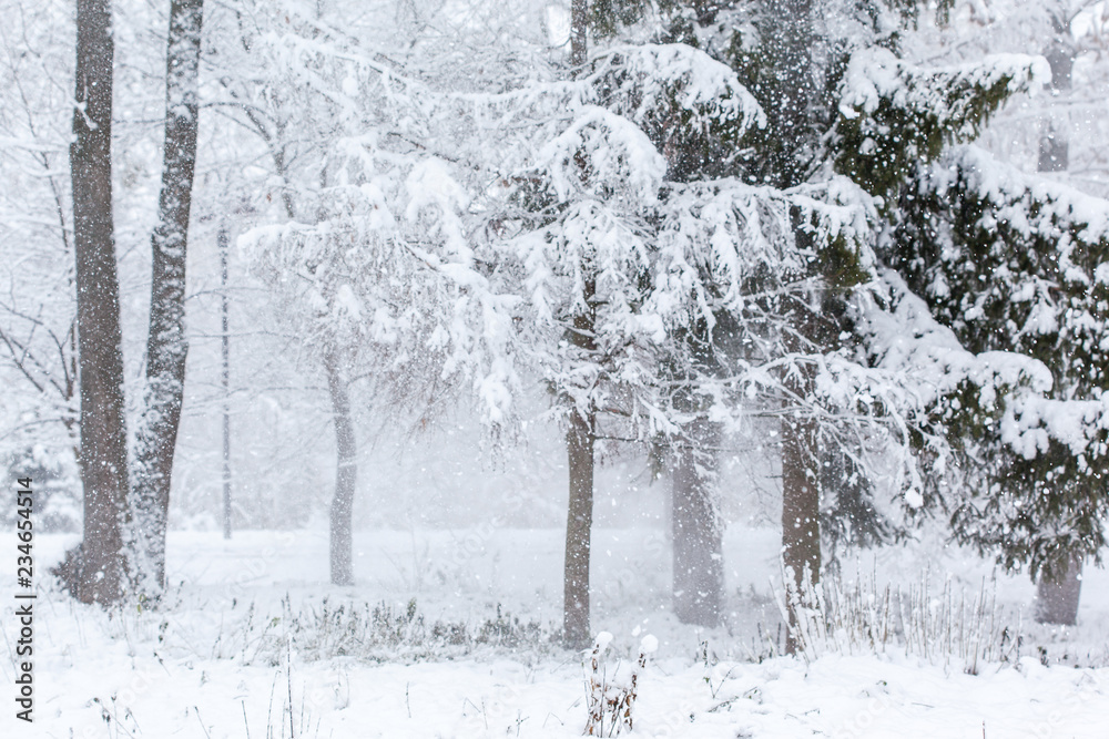 Snow blizzard in the woods. The snow is flowing from the trees during the wind