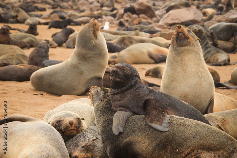 Fototapeta premium Cute seals frolic on the shores of the Atlantic Ocean in Namibia. Cape Cross