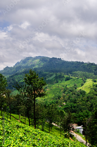 Stormy sky with heavy clouds over the tea plantation of Sri Lanka. Nuwara Eliya.  