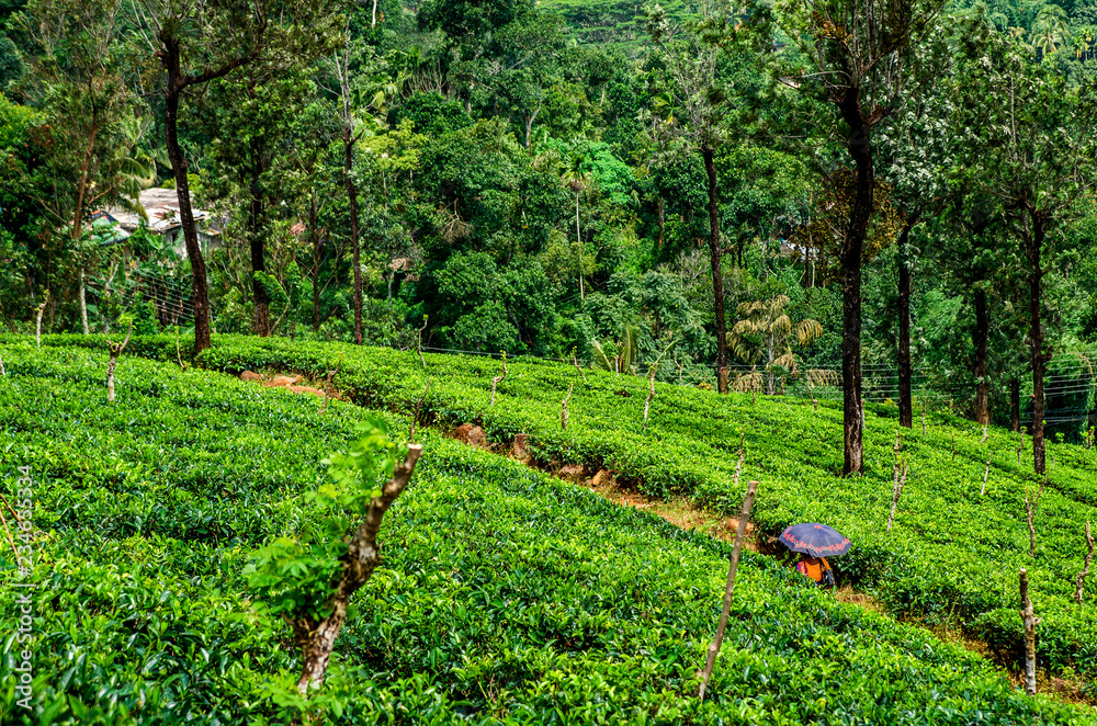 The girl under the umbrella is among the tea bushes on the plantation of Sri Lanka.
