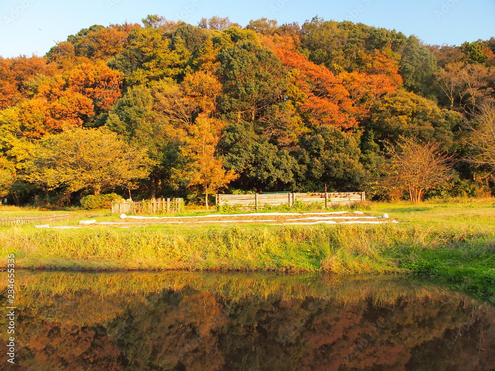 Obraz premium 池に映る秋の里山の森風景