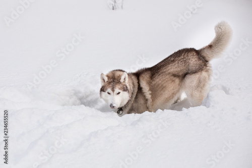 Portrait of Dog breed siberian husky is digging the snow in the field. © Anastasiia