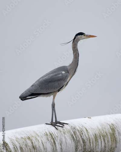 Grey Heron surveys the landscape from the top of a bridge
