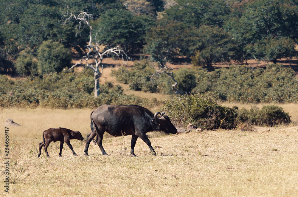 Cape Buffalo with calf at Chobe, Botswana safari wildlife Cape Buffalo with calf at Chobe, Botswana safari wildlife