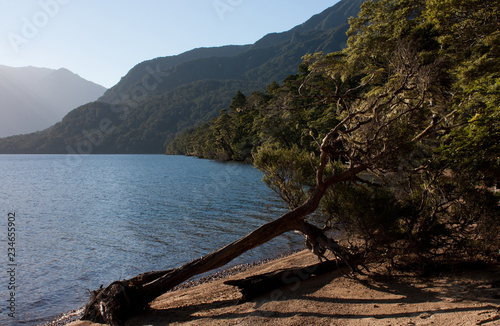 A fallen tree on the shore of the New Zealand's deepest lake, Lake Hauroko in Southland