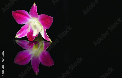 A small tropical flower on the glass with a bright and clear reflection. Lonely orchid