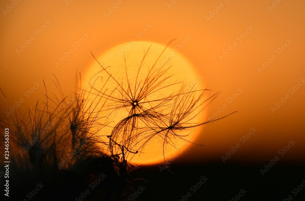 Light, air blades of grass against the backdrop of an orange setting sun. The composition of the seeds of plants in orange and black colors. Beautiful sunset landscape in macro photography. Light, air blades of grass against the backdrop of an orange setting sun. The composition of the seeds of plants in orange and black colors. Beautiful sunset landscape in macro photography.