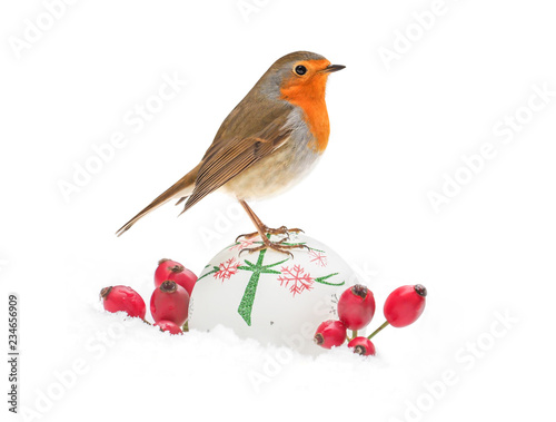 Robin (Erithacus rubecula) isolated on white background, with Christmas decorations and wild rose berries on snow in winter