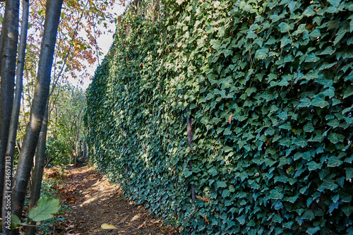 The fence is decorated with ordinary ivy Hedera Helix to a height of more than 3 meters. Original texture of natural greenery. Background from elegant leaves. Nature concept for design photo