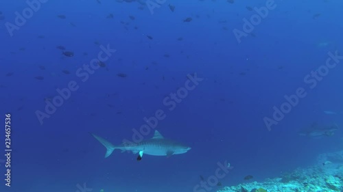 Tiger Sharks are slowly swim in the blue water near reef. Tiger Shark, Galeocerdo cuvier, Indian Ocean, Fuvahmulah Atoll, Tiger Zoo dive site, Maldives photo