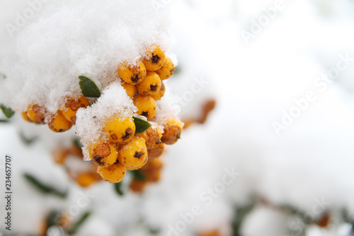Beeren im Schnee