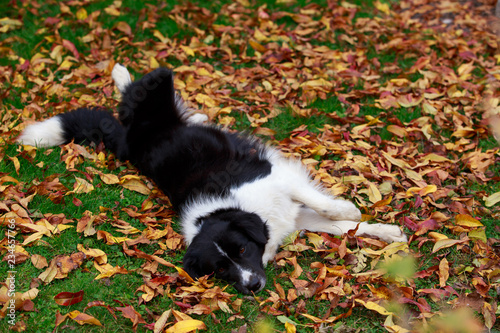 Wallpaper Mural Dog breed Border Collie Torontodigital.ca