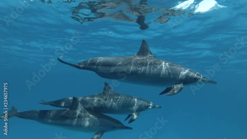 Family of Dolphins, pregnant mom and two teenagers are slowly swim under surface in the blue water. Spinner Dolphin,  Stenella longirostris, Red Sea, Sataya Reef, Marsa Alam, Egypt, Africa photo