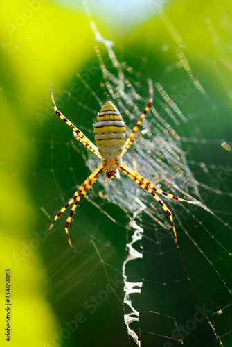 Argiope aemula or oval cross spider on web in forest
