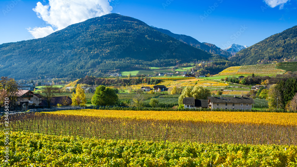 Coltivazione delle vigne dai colori autunnali a Bressanone in Valle Isarco