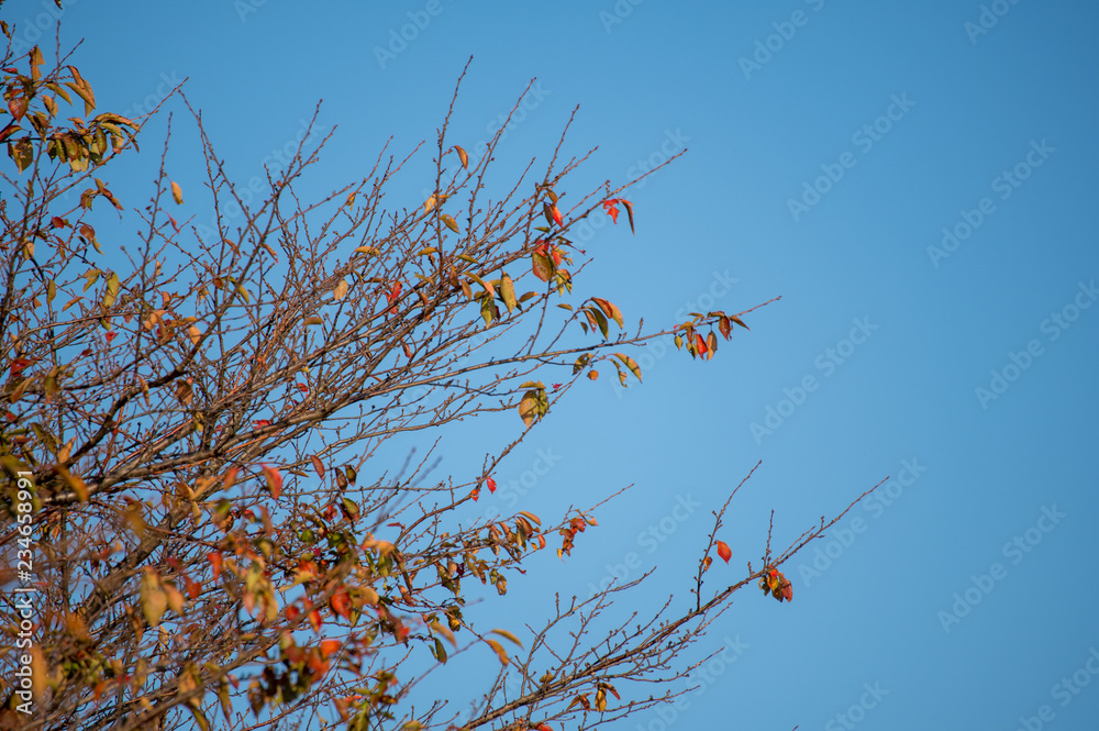 葉が落ちて淋しい木と空