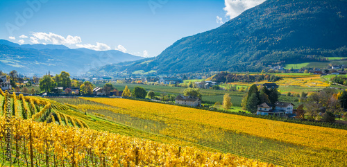 Vigne colorate di giallo nella valle Isarco a Bressanone photo