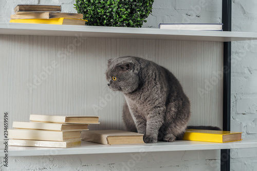 adorable scottish fold cat reck sitting on shelving unit on white