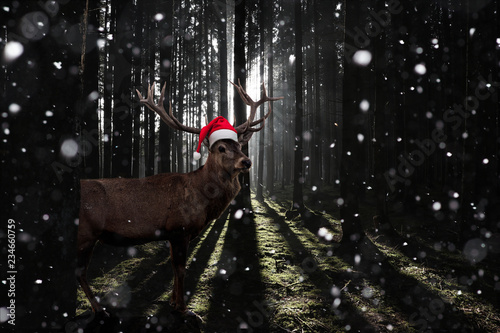 Rudolf, das Rentier bei Schneefall im Wald