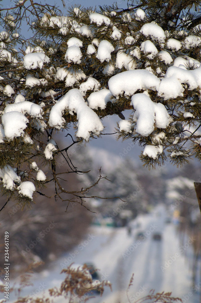 Spruce branch in the snow against the snow-covered road