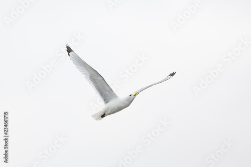 Black-legged Kittiwake (Rissa tridactyla)  in flight near breeding colony, Harbour nesting site, Dunbar Harbour, United Kingdom