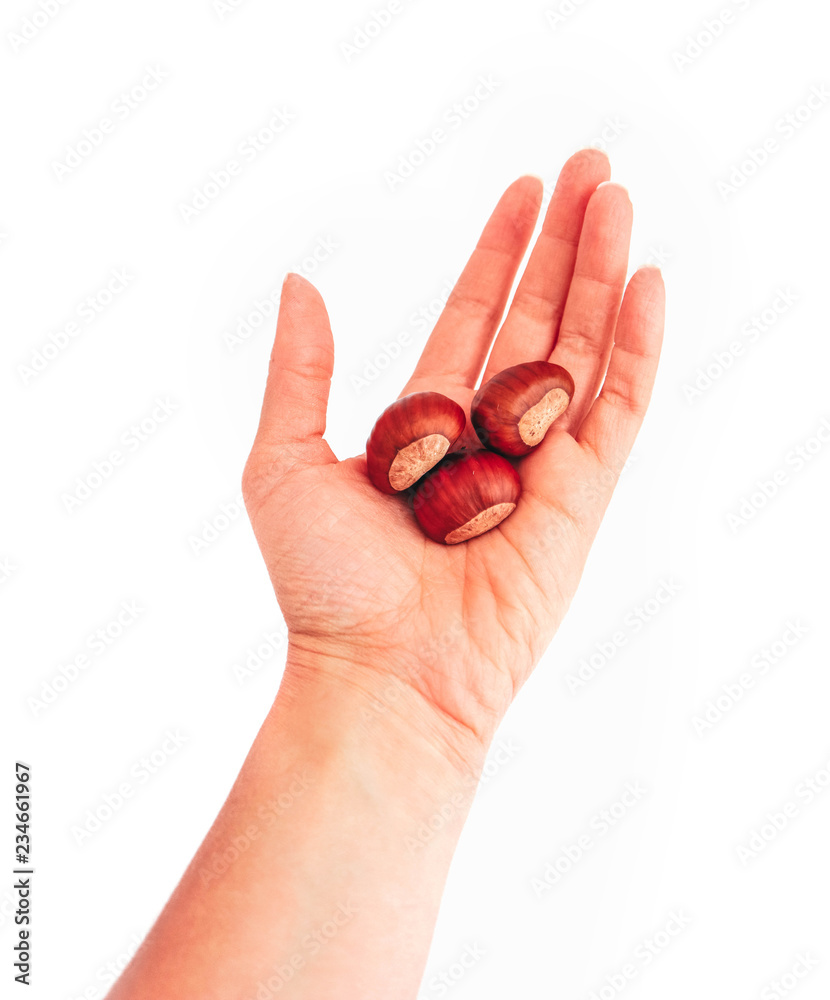 A pile of roasted chestnuts, hold in female hand, isolated on white background. Woman's hand giving chestnuts.
