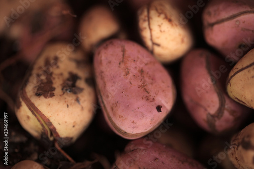 traditional kola nuts close up, on african market on a sunny day in the Gambia