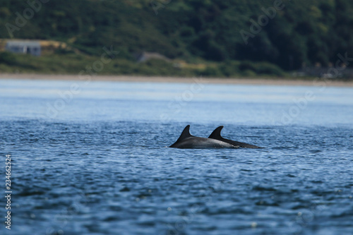 Common bottlenose dolphin (Tursiops truncatus), or Atlantic bottlenose dolphin, foraging for salmon at high tide, Cromarty point, Scottish Highlands, United Kingdom