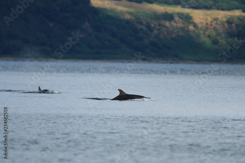 Common bottlenose dolphin (Tursiops truncatus), or Atlantic bottlenose dolphin, with calf foraging for salmon at high tide, Cromarty point, Scottish Highlands, United Kingdom