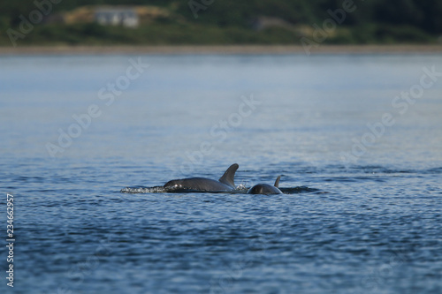 Common bottlenose dolphin (Tursiops truncatus), or Atlantic bottlenose dolphin, with calf, foraging for salmon at high tide, Cromarty point, Scottish Highlands, United Kingdom