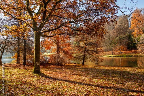 Autumnal cene of fallen leaves, colorful trees and a still lake