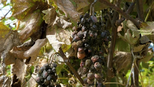 Rotten moldy berries of grape affected by disease. Old dried vines and leaves. photo
