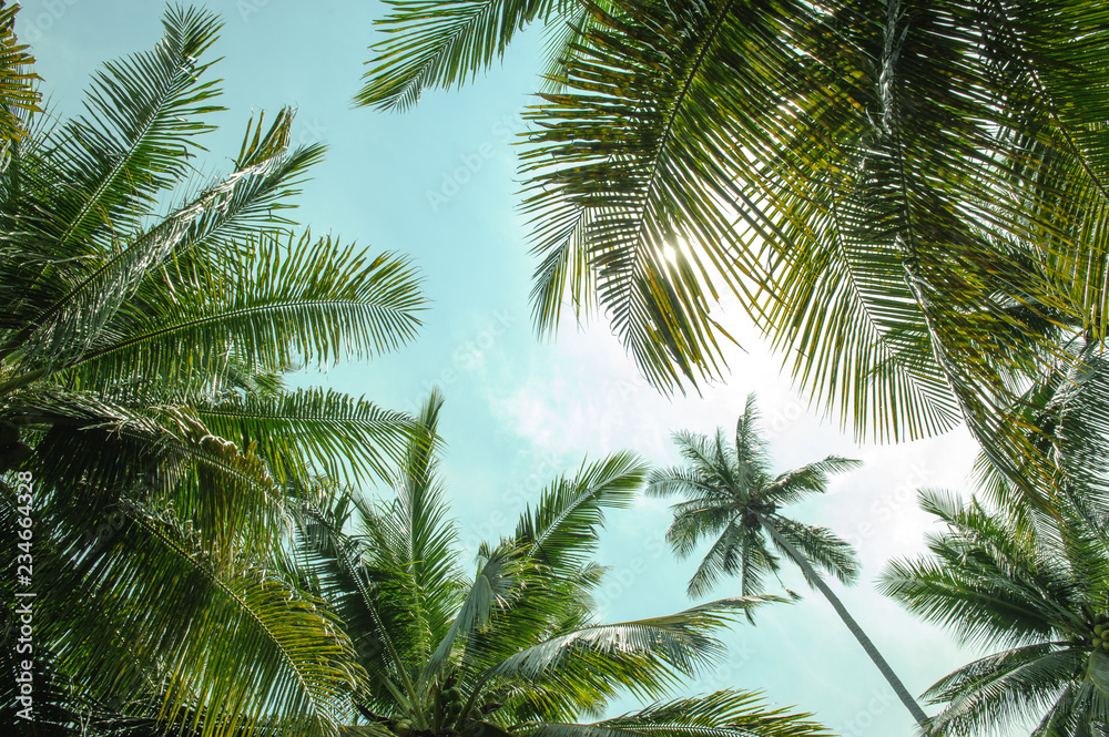 coconut palm trees againt blue sky and sunlight