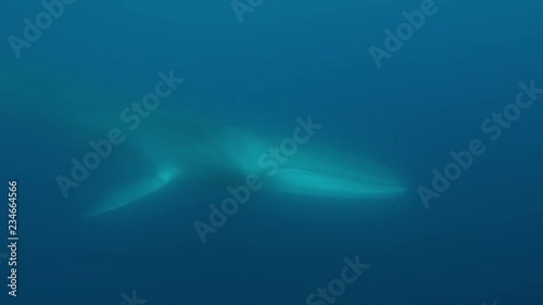 Underwater shot of majestic fin whale photo