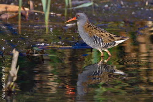 Wasserralle am Morgen im Herbst bei der Jagd photo