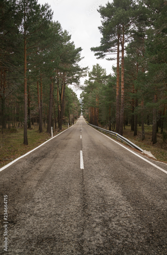 Obraz premium infinite road with trees